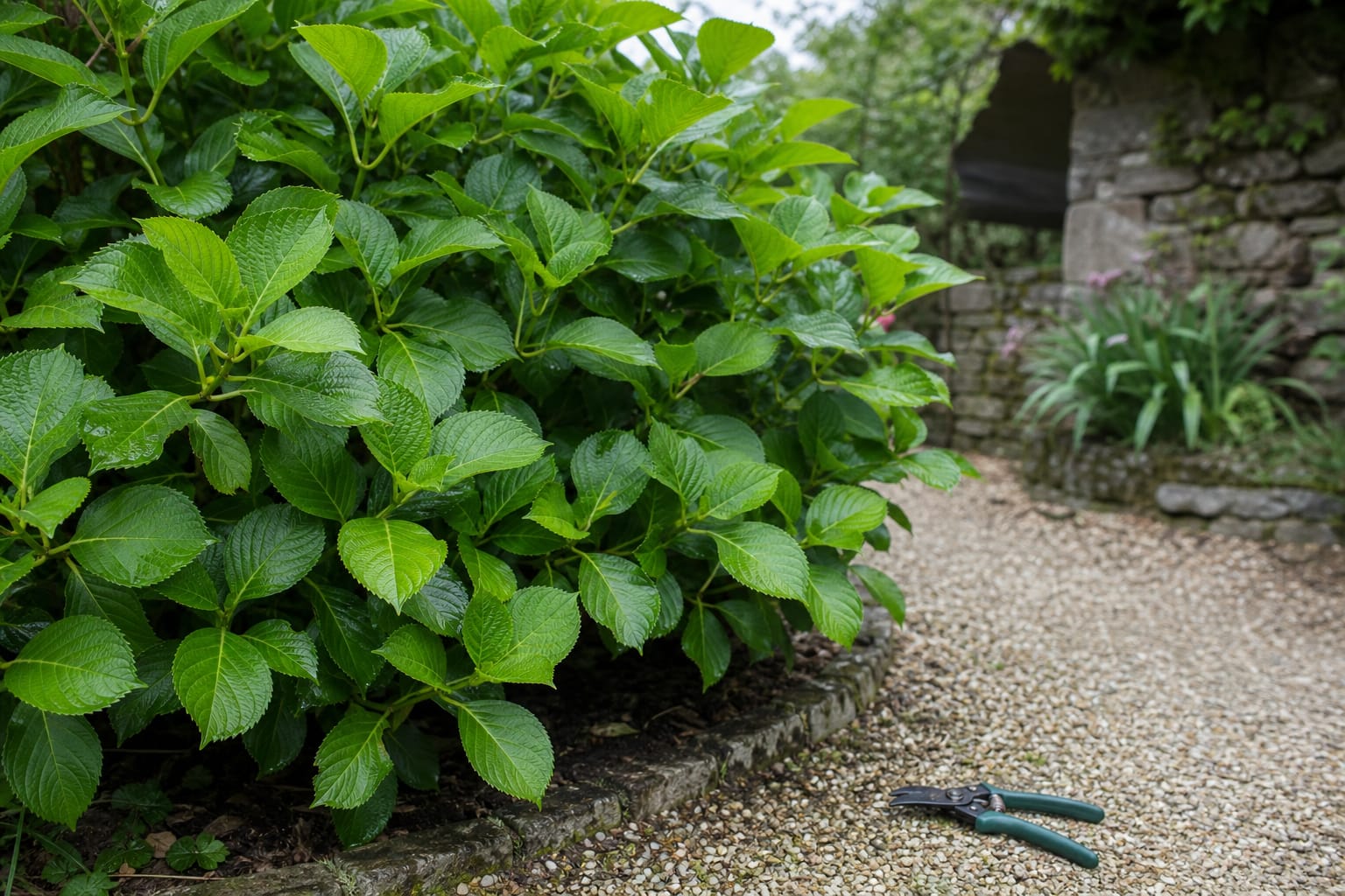 Massif d'hortensia au feuillage vert abondant mais sans aucune fleur, avec un sécateur posé sur l'allée en gravier