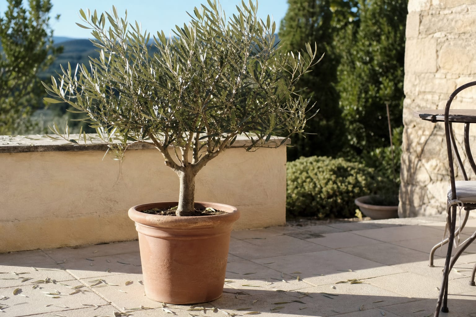 Olivier en pot sur une terrasse ensoleillée, quelques feuilles argentées tombées au sol autour du pot