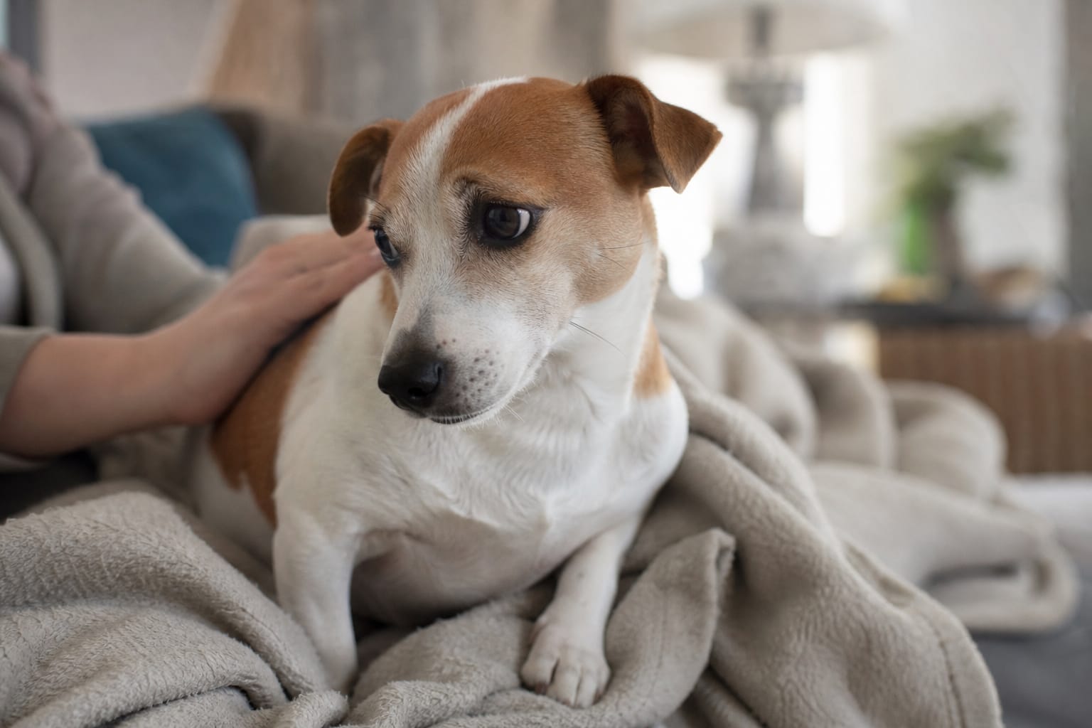 Petit chien blanc et roux assis sur un plaid dans un canapé, l'air inquiet, une main posée doucement sur son dos